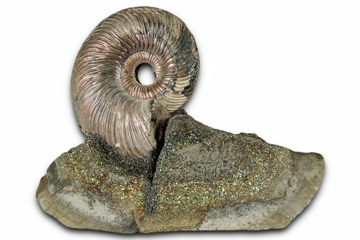 Iridescent, Pyritized Ammonite (Quenstedticeras) Fossil Display #353744